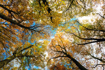 Beech trees taken from below, bright autumn colors, branches and trunks without leaves. Beech forest, beech forest in autumn.