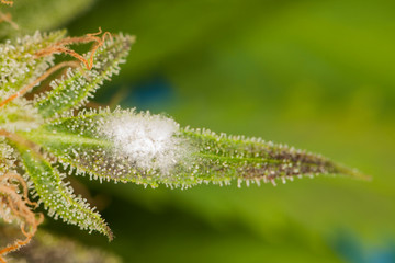 Wall Mural - white mold on the plant cannabis