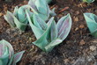 Greigii Calypso tulip shoots grown in flowerbed. Spring time in Netherlands. 