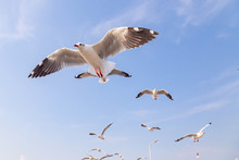 The Herd Of Gulls Is Flying In The Blue Sky. Seagull Migrated To The Gulf Of Thailand During The Winter At Bangpoo Municipality, Samut Prakan Province , Thailand.
