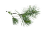 Fototapeta  - Green pine tree branch isolated on white background.