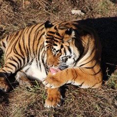 tiger in zoo