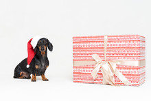 Portrait Dachshund Dog, Black And Tan, Wearing A Red Christmas Hat Santa Claus, Next To A Large Beautiful Gift, Isolated Against An Gray Background