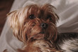 portrait of yorkshire terrier