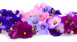 Violets beautiful flowers, background.