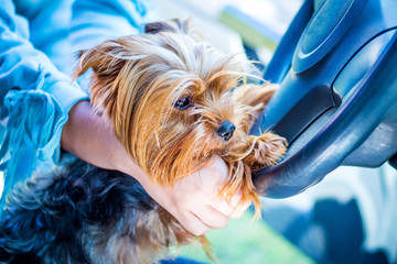 A small dog of breed  Yorkshire terrier along with his mistress in a car_