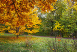Fototapeta Natura - Beautiful autumn alley in the park. Yellow and orange trees. Sunny autumn landscape.