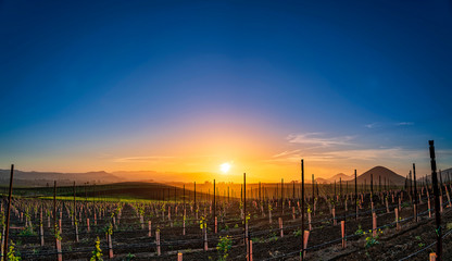 Wall Mural - Vineyard Poles, Edna Valley, CA