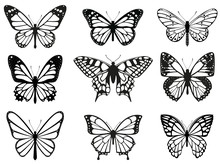 Different Butterflies Set. Vector Illustration