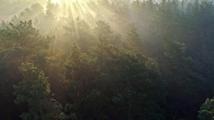 Fototapete - Fast aerial shot of a misty pine forest in the morning. Sun rays coming through trees.