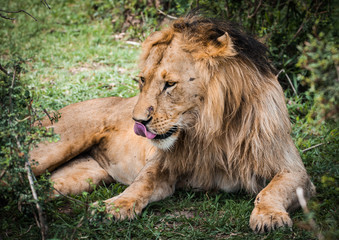 Majestic lion in Maasai Mara reserve in Kenya