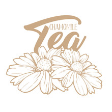 Chamomile Tea Hand Drawn Engraving Illustration. Organic Drink. Tea Herbs Drawing. Camomile Packaging And Advertising Design. Herbal Drink Logo Concept. Daisy Flowers Isolated Vector