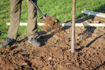 Planting a young deciduous tree; a man is shovelling earth on a root ball. Support poles lying on ground in background.