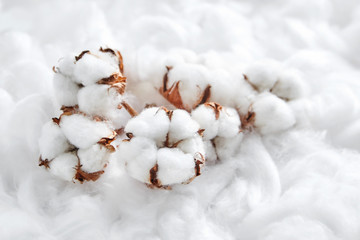 Wall Mural - Heap of white delicate cotton flowers