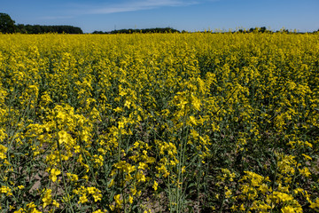 bright yellow fields of rapeseed