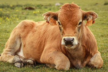 a beautiful calf lying down on green grass looking at the camera in a field in the north of spain. a