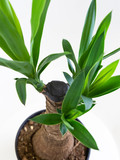 Fototapeta Tulipany - 観葉植物