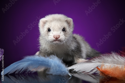 Fotografia, Obraz Baby Ferret portrait in colored feathers
