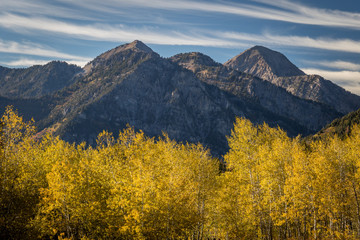 Wall Mural - Golden Yellow Aspen Grove in a Valley Beneath Mountain Peaks