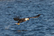 Bald eagle snatching a fish from water (clipping path included). The photo was taken by Mississippi River in Iowa, USA.