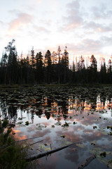 Wall Mural - Silhouettes of pine trees with a cloudy sunrise reflected on lake with lily pads