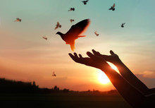 Woman Praying And Free The Birds To Nature On Sunset Background, Hope Concept
