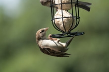 Sparrow On A Feeder 9