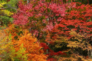 Wall Mural - 六甲山の美しい紅葉