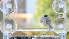 Slow Motion Of Two Small Chickadee Birds Sitting Perched On Plastic Glass Window Bird Feeder Perch, Taking Turns, Eating Sunflower Seed In Beak, Flying Away In Evening In Virginia