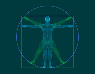 vitruvian man. wireframe human body. vector outline illustration