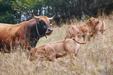 Wall Mural - Bull and calves in the countryside. Cattle, livestock. Horizontal