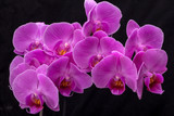 Fototapeta Storczyk - Pink orchid flower isolated on black background