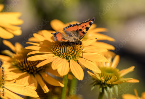 Fotografering Painted Lady (Vanessa cardui), butterfly feeding on Black eyed Susan(Rudbeckia h