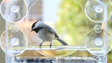 Slow Motion Of One, Two Chickadee Birds Sitting, Perched Inside Glass Window Bird Feeder Perch, Looking Down, Trying, Landing, Failing, Taking Sunflower Seed, Eating, Flying, Sunny Evening, Virginia
