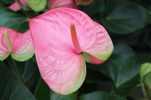 Pink Anthurium Flower
