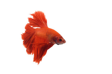 Wall Mural - Red orange siamese fighting fish with half moon tail swimming in front of isolated white background.