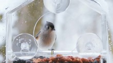 Slow Motion Closeup Of Perched Tufted Titmouse, Flying Red Male Northern Cardinal Bully, Aggressive Animal Behavior, Kicking Out, Away From Window Feeder Perch, Seeds, Falling Snow, Snowing, Virginia