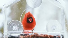 Slow Motion Of Scared Red Male Northern Cardinal Perched On Plastic Window Bird Feeder Perch, Eating, Shelling, Sunflower Seeds Peanuts, Snow, Snowing, Flapping Wings, Winter Snowstorm In Virginia