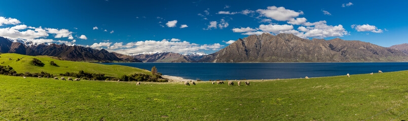 Sheep on a field near Lake Hawea with mountains in the background, Sounh Island, New Zealand