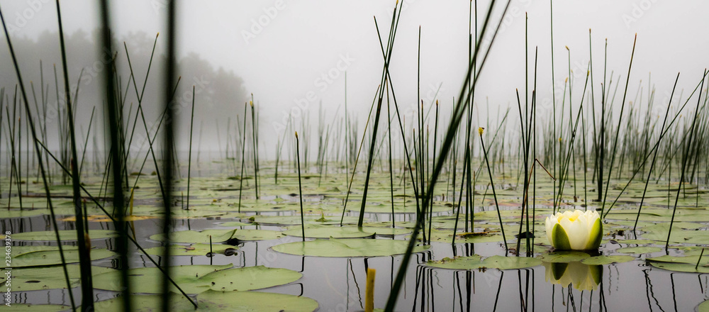 Lilly pads and reeds on a calm foggy lake in northern Wisconsin - obrazy, fototapety, plakaty 