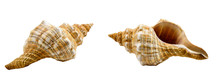 Pleuroploca Trapezium, Trapezium Horse Conch Shell Isolated On White