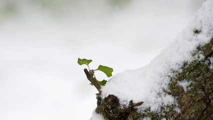 Wall Mural - Closeup of green cherry tree leaves bud trunk during early winter snowflakes falling in Virginia autumn blizzard snowstorm, white background