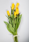 Fototapeta Tulipany - yellow tulips on cold bacground