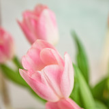 Fototapeta Tulipany - pink tulips on green background