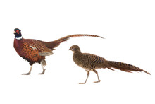 Male And Female Pheasant