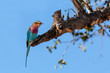 Bird Lilac-brested roller, africa safari and wildlife