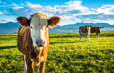 Canvas Print - cow at the alps