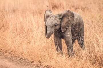 Baby Elephants of Africa 