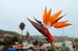 Bird of Paradise Flower at Laguna Beach, California