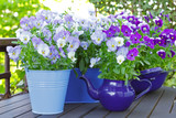 Purple, blue and violet pansy flowers in 3 pots and an enameled jug on a wooden balcony table in spring, background template